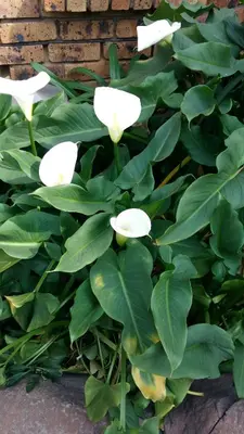 a group of white flowers in front of a brick wall at Pride Rock Accommodation in Middelburg