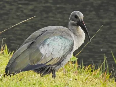 a bird standing in the grass near a body of water at Valley of the Rainbow Fly Fishing Estate in Dullstroom