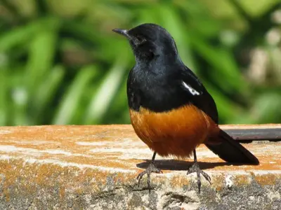 a black and orange bird sitting on top of a table at Valley of the Rainbow Fly Fishing Estate in Dullstroom