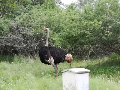 an ostrich standing in the grass next to a box at Roundhouse Marloth Park in Marloth Park