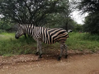 a zebra standing on the side of a dirt road at Roundhouse Marloth Park in Marloth Park