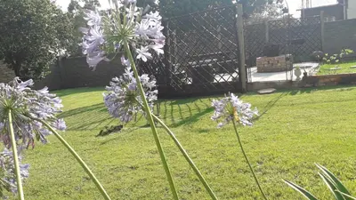 a bunch of purple flowers in a yard at Lallapanzi Country Stay in Ermelo