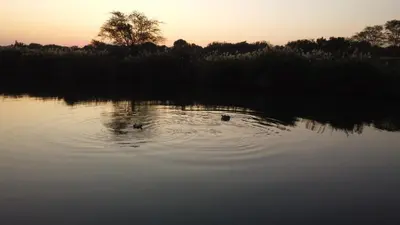 two ducks swimming in the water at sunset at River Hill Lodge in Komatipoort