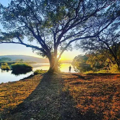 a person standing under a large tree next to a river at River Hill Lodge in Komatipoort