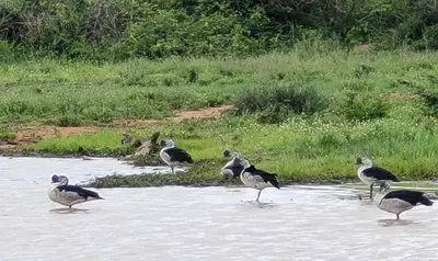 a group of birds standing in the water at Motlala Game Lodge in Hoedspruit