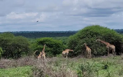 a group of giraffes eating leaves from a tree at Motlala Game Lodge in Hoedspruit