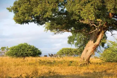 a tree in a field with animals in the background at Motlala Game Lodge in Hoedspruit