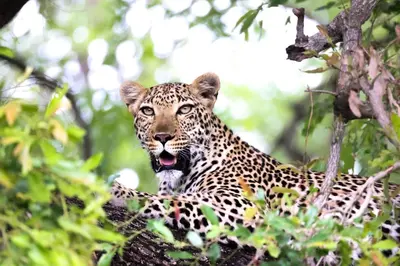 a leopard sitting in a tree with its mouth open at Karongwe - Becks Safari Lodge in Hoedspruit