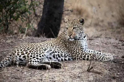 a leopard laying on the ground in a field at Karongwe - Becks Safari Lodge in Hoedspruit