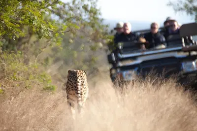 a group of people in a jeep looking at a leopard at Karongwe - Becks Safari Lodge in Hoedspruit