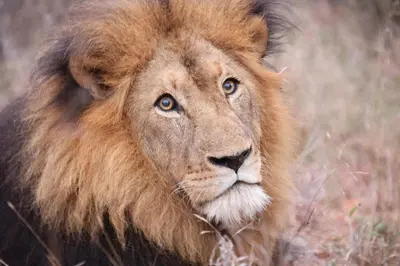 a lion with a long mane is standing in the grass at Karongwe - Becks Safari Lodge in Hoedspruit