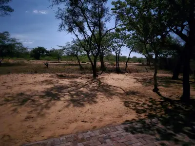 a shadow of a tree on a dirt field at Kigeni Safari Lodge & Spa in Vaalwater