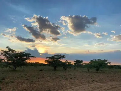 a group of trees in a field with a sunset at Kigeni Safari Lodge & Spa in Vaalwater