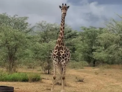a giraffe standing in the middle of a field at Kigeni Safari Lodge & Spa in Vaalwater