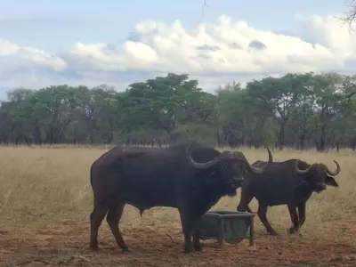 two oxen drinking water from a trough in a field at Kigeni Safari Lodge & Spa in Vaalwater
