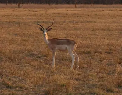 a gazelle standing in the middle of a field at Kigeni Safari Lodge & Spa in Vaalwater