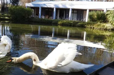 two swans swimming in the water in front of a house at Willow Place Guest House in Midrand