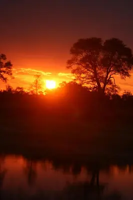 a sunset over a field with a tree and water at Rhino Post Safari Lodge in Skukuza