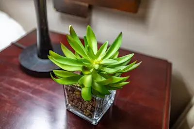 a green plant in a glass vase on a table at Dreamfields Guesthouse in Hazyview