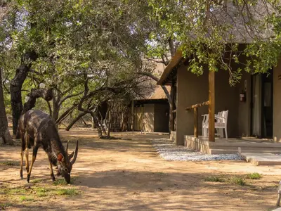 a giraffe eating grass in front of a house at Bushbaby River Lodge in Hoedspruit