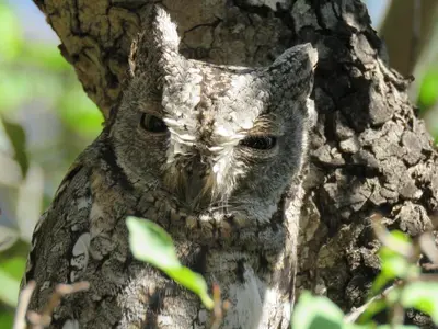 an owl is sitting on the side of a tree at Bushbaby River Lodge in Hoedspruit