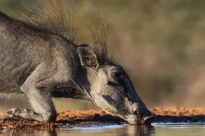 a kangaroo drinking water from a pond at Bushbaby River Lodge in Hoedspruit
