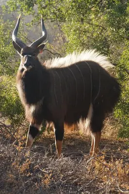 an animal with long horns standing in a field at Bushbaby River Lodge in Hoedspruit