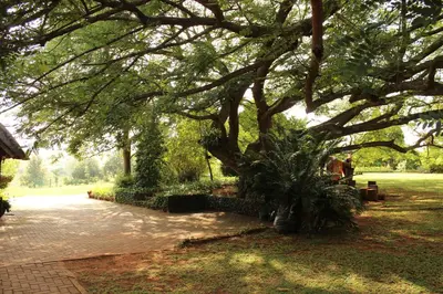 a large tree in the middle of a park at Klipkopje Guest Cottage in White River