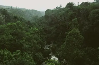 an aerial view of a forest with a river at Lush in Graskop