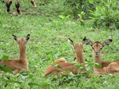 a group of deer laying in the grass at Hazyview Bogarts Villa in Hazyview