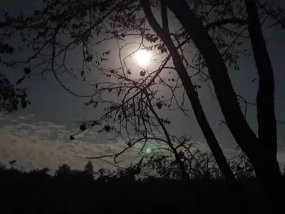 a view of the sun through the branches of a tree at Hazyview Bogarts Villa in Hazyview