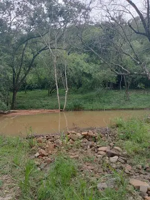 a tree in the middle of a muddy river at Hazyview Bogarts Villa in Hazyview