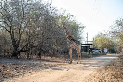 a giraffe standing on a dirt road next to trees at Foxy Crocodile Bush Lodge & Kruger Safaris in Marloth Park