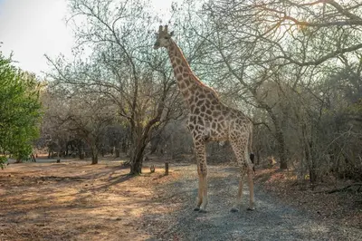 a giraffe standing in a field with trees at Foxy Crocodile Bush Lodge & Kruger Safaris in Marloth Park