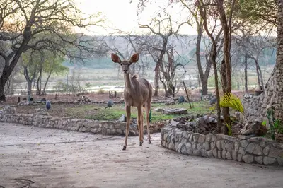 a deer standing in the middle of a dirt road at Foxy Crocodile Bush Lodge & Kruger Safaris in Marloth Park