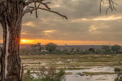 a sunset in the botswana field with a tree at Foxy Crocodile Bush Lodge & Kruger Safaris in Marloth Park