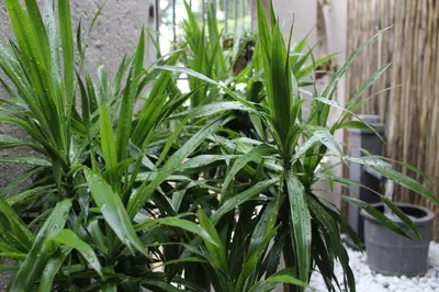 a group of plants in front of a fence at Magoebaskloof Mountain Lodge in Magoebaskloof