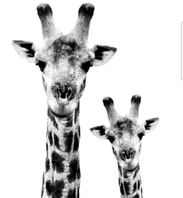 two giraffes are standing next to each other at Overnight Stop Before Kruger National Park in Phalaborwa