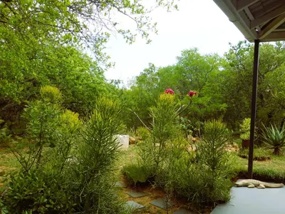a garden with plants and red flowers in the background at Ukuthula Hideaway in Kampersrus AH