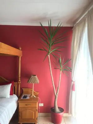 a bedroom with a red wall with a palm tree at Birrea Guest house in Polokwane