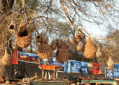 a group of stuffed animals hanging from a tree at Burchell's Bush Lodge by Dream Resorts in Sabi Sand Game Reserve