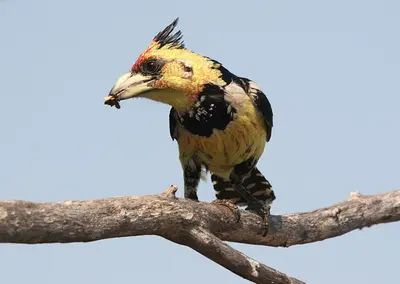 a bird perched on a tree branch with a insect in its mouth at Burchell's Bush Lodge by Dream Resorts in Sabi Sand Game Reserve