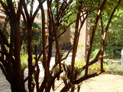 a group of trees in front of a building at Ku De Ta B&B in White River