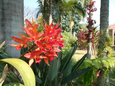 a group of red flowers in a garden with palm trees at Ku De Ta B&B in White River