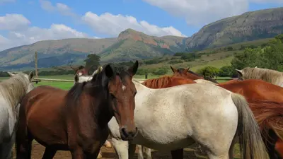 a group of horses standing next to each other at Verlorenkloof in Dullstroom