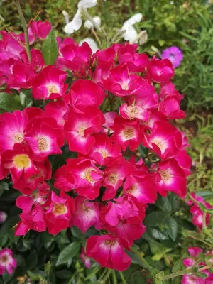 a bunch of pink flowers in a garden at Elsjes Guesthouse in Kempton Park