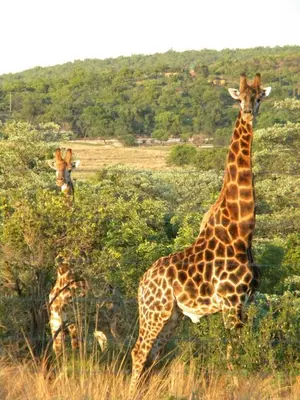 two giraffes standing in a field of tall grass at Five Pebbles on Piece of Africa in Cullinan