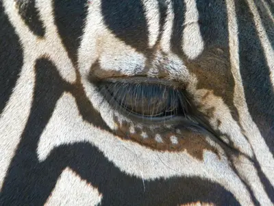 a close up of the eye of a zebra at Five Pebbles on Piece of Africa in Cullinan