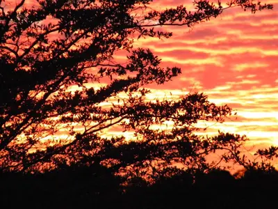 a silhouette of a tree with a sunset in the background at Five Pebbles on Piece of Africa in Cullinan