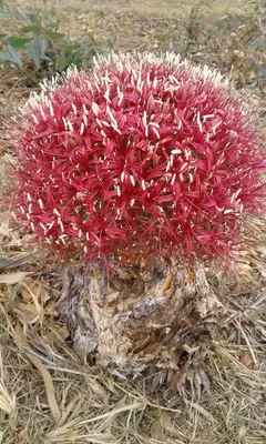 a plant with red flowers on the grass at Five Pebbles on Piece of Africa in Cullinan
